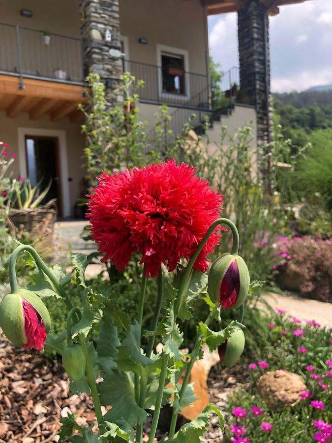 PaesanaSemi Al Vento: La Bio-Casa Nel Giardino Incantato!公寓 外观 照片